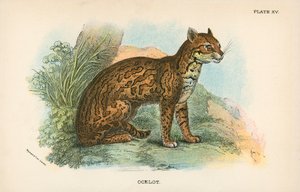 Ocelot بواسطة مدرسة اللغة الإنجليزية