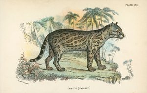 Ocelot [متنوعة] بواسطة مدرسة اللغة الإنجليزية