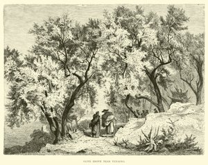 Olive Grove قرب Venafro بواسطة مدرسة اللغة الإنجليزية