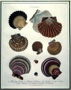أوستريا ، رسم توضيحي من "Encyclopaedia Londinensis" (1796-1829) ، نقش بواسطة J. Pass بواسطة مدرسة اللغة الإنجليزية