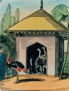 النعامة وإيمو هاوس في حديقة حيوان لندن. 1840s بواسطة مدرسة اللغة الإنجليزية