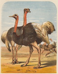 النعام (طباعة حجرية ملونة) بواسطة مدرسة اللغة الإنجليزية