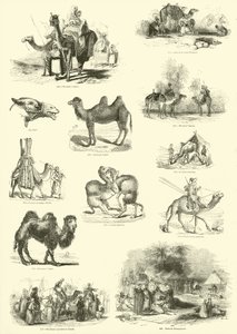 صفحة من المتحف التصويري للطبيعة المتحركة بواسطة English School