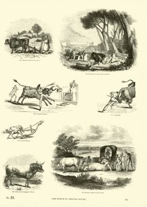 صفحة من المتحف التصويري للطبيعة المتحركة