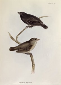 زوج من Geospiza Parvula ، رسم توضيحي من علم الحيوان لرحلة HMS Beagle ، 1832-36 ، بقلم تشارلز داروين (1809-92) ، 1840 بواسطة مدرسة اللغة الإنجليزية
