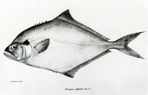 Paropsis Signata ، اللوحة 13 من "علم الحيوان في رحلة HMS Beagle ، 1832-36" بقلم تشارلز داروين بواسطة مدرسة اللغة الإنجليزية