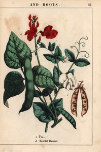 البازلاء والفاصوليا ، مع الزهور القرمزية والبيضاء.   ، من "The Instructive Picturebook، or Lessons from the Vegetable World،" [شارلوت ماري يونج] ، إدنبرة بواسطة مدرسة اللغة الإنجليزية
