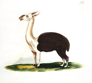 غوانكو بيرو ، حوالي 1810 (ألوان مائية على ورق) بواسطة مدرسة اللغة الإنجليزية