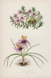 فلوكس سوبولاتا Crocus Sativus Greecus (لون ليثو) بواسطة مدرسة اللغة الإنجليزية