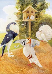 الحمام (طباعة حجرية ملونة) بواسطة مدرسة اللغة الإنجليزية