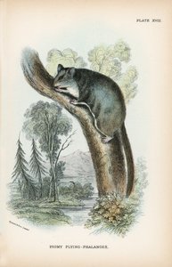 Pigmy Flying-Phalanger بواسطة مدرسة اللغة الإنجليزية