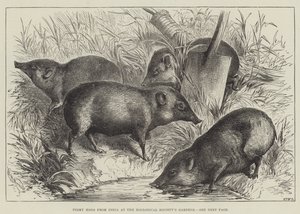 Pigmy Hogs من الهند في حدائق جمعية علم الحيوان (نقش) بواسطة مدرسة اللغة الإنجليزية