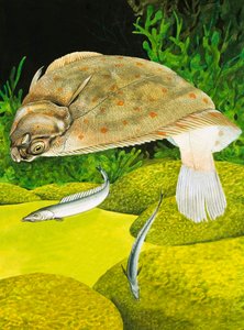 Plaice (جواش على ورق) بواسطة مدرسة اللغة الإنجليزية