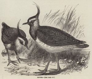 Plovers (engraving) بواسطة مدرسة اللغة الإنجليزية