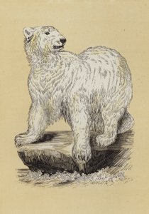 Polar Bear (colour litho) بواسطة مدرسة اللغة الإنجليزية