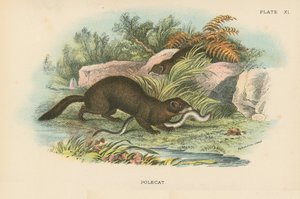 Polecat بواسطة مدرسة اللغة الإنجليزية
