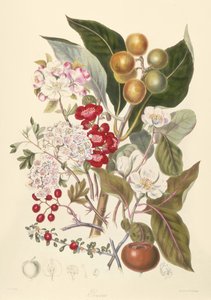 Pomaceae ، قبيلة التفاح بواسطة مدرسة اللغة الإنجليزية