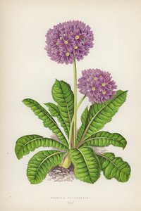 Primula Pulcherrima (colour litho) بواسطة مدرسة اللغة الإنجليزية