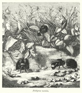 Psithyrus vestalis (engraving) بواسطة مدرسة اللغة الإنجليزية