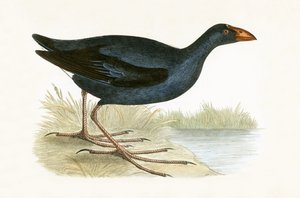 أرجواني Waterhen ، توضيح من "تاريخ طيور أوروبا غير المرصودة في الجزر البريطانية" بقلم تشارلز روبرت بري (1811-1886) ، نشر عام 1867 بواسطة مدرسة اللغة الإنجليزية