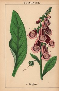 قفاز الثعلب الأرجواني  ، من "The Instructive Picturebook، or Lessons from the Vegetable World،" [شارلوت ماري يونج] ، إدنبرة بواسطة مدرسة اللغة الإنجليزية