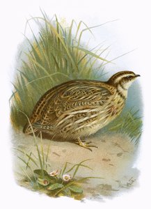 طائر السمان