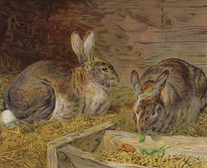 Rabbits in a barn (colour litho) بواسطة مدرسة اللغة الإنجليزية