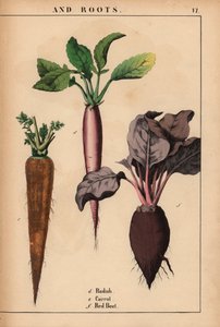 الفجل والجزر والشمندر الأحمر.  ، من "The Instructive Picturebook، or Lessons from the Vegetable World،" [شارلوت ماري يونج] ، إدنبرة بواسطة مدرسة اللغة الإنجليزية
