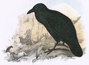 غراب أسود