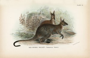 متنوعة Wallaby_Tasmanian متنوعة العنق بواسطة مدرسة اللغة الإنجليزية