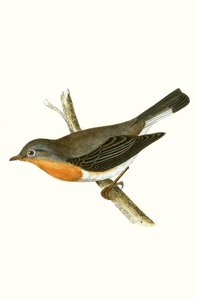 Red Breasted Flycatcher ، توضيح من "تاريخ طيور أوروبا غير المرصودة في الجزر البريطانية" بقلم تشارلز روبرت بري (1811-1886) ، نشر عام 1867 بواسطة مدرسة اللغة الإنجليزية