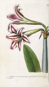 زنبق مخطط باللونين الأحمر والأبيض ، 1799-1810 بواسطة مدرسة اللغة الإنجليزية