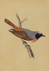 ريدستارت (طباعة حجرية ملونة) بواسطة مدرسة اللغة الإنجليزية