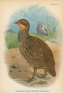 Reichenow&39;s Bare-Throated Francolin بواسطة مدرسة اللغة الإنجليزية