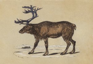 غزال الرنة (طباعة حجرية ملونة) بواسطة مدرسة اللغة الإنجليزية