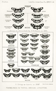 تشابه في lepidoptera الاستوائية الأمريكية ، توضيح من The Hope Reports ، المجلد. الثاني ، 1897-1900. ، حرره إدوارد بولتون ، أكسفورد ، 1901 بواسطة مدرسة اللغة الإنجليزية
