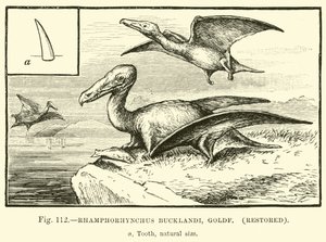 Rhamphorhynchus Bucklandi ، Goldf ، تم ترميمه بواسطة مدرسة اللغة الإنجليزية
