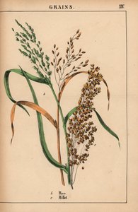 الأرز والدخن  ، من "The Instructive Picturebook، or Lessons from the Vegetable World،" [شارلوت ماري يونج] ، إدنبرة بواسطة مدرسة اللغة الإنجليزية