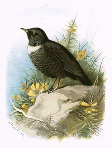 Ring Ouzel