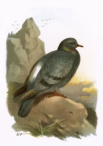 حمامة الصخرة