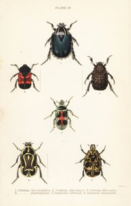 خنافس قشر الورد: Cetonia fascicularis 1 و Heterorhina macleayi 2 و Gametoides subfasciata 3 و fiddler beetle و Eupoecila australasiae 4 و Gymnetis hieroglyphica 5 و Gymnetis marmorea 6 بواسطة مدرسة اللغة الإنجليزية