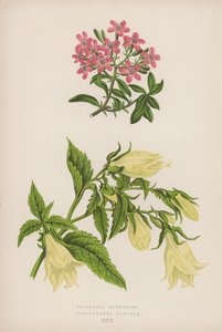 Saponaria Ocymoides; Symphyandra Pendula (colour litho) بواسطة مدرسة اللغة الإنجليزية