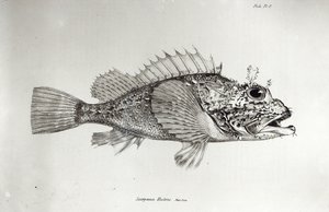 أسماك العقرب ، اللوحة 8 من "علم الحيوان في رحلة السفينة الملكية بيغل ، 1832-36" بقلم تشارلز داروين بواسطة مدرسة اللغة الإنجليزية