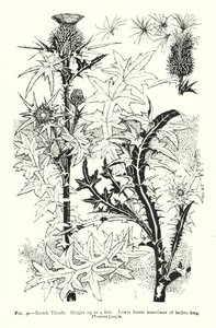 Scotch Thistle; Height up to 4 feet; Lower leaves sometimes 18 inches long; Flowers purple (engraving) بواسطة مدرسة اللغة الإنجليزية