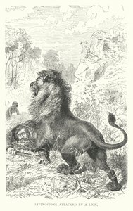 Scottish missionary David Livingstone attacked by a lion in Africa (engraving) بواسطة مدرسة اللغة الإنجليزية