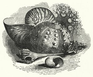 Sea Shells (engraving) بواسطة مدرسة اللغة الإنجليزية