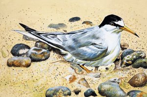 Seabird (ماسك المحار) بواسطة مدرسة اللغة الإنجليزية