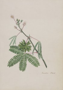 نبات حساس ، توضيح من ألبوم قصائد ، رسومات جرافيت وألوان مائية ، c.1828 (مرحاض على ورق) بواسطة مدرسة اللغة الإنجليزية