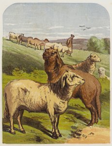 الأغنام (كروموليثو) بواسطة مدرسة اللغة الإنجليزية