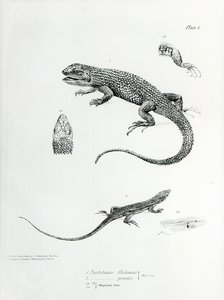 Shguled Iguana ، رسم توضيحي من "علم الحيوان لرحلة HMS Beagle ، 1832-36" بقلم تشارلز داروين بواسطة مدرسة اللغة الإنجليزية